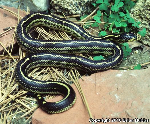 California Kingsnake (Lampropeltis getula californiae)