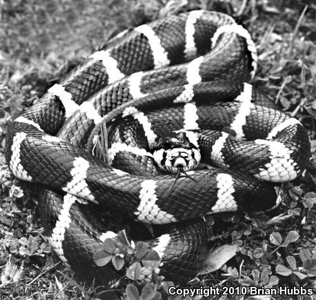 California Kingsnake (Lampropeltis getula californiae)