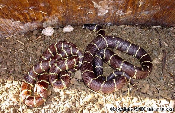 California Kingsnake (Lampropeltis getula californiae)