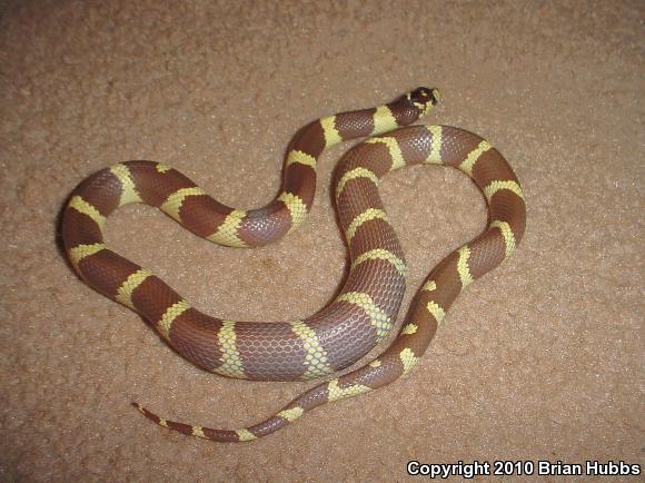 California Kingsnake (Lampropeltis getula californiae)