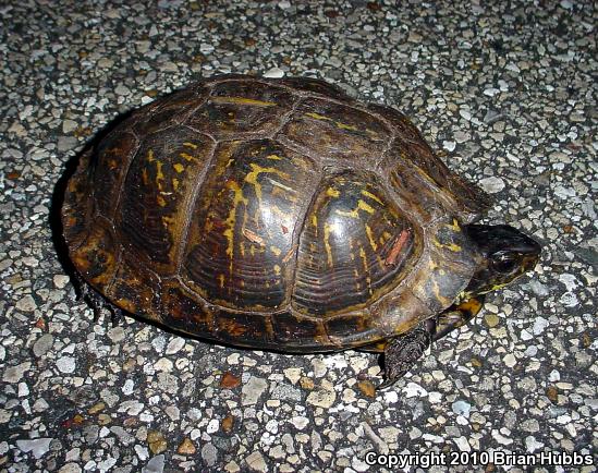 Gulf Coast Box Turtle (Terrapene carolina major)