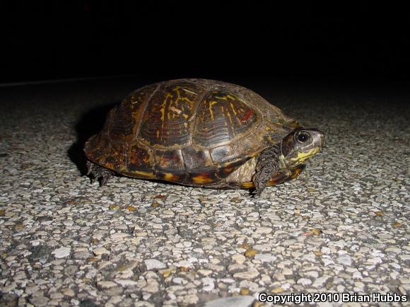 Gulf Coast Box Turtle (Terrapene carolina major)