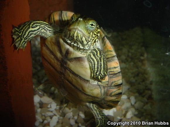 Texas Cooter (Pseudemys texana)