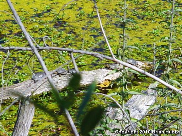 Western Pond Turtle (Actinemys marmorata)