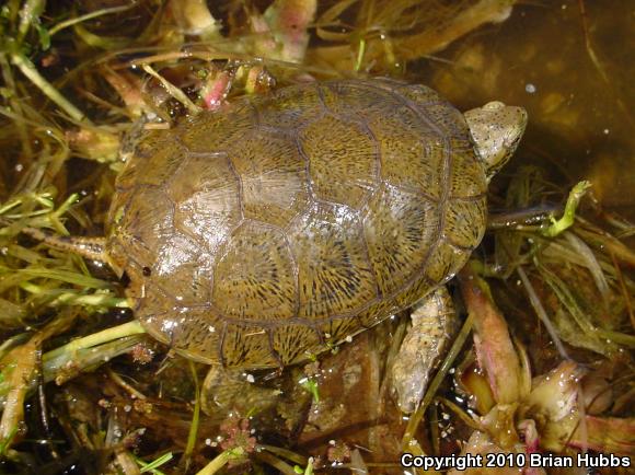 Western Pond Turtle (Actinemys marmorata)