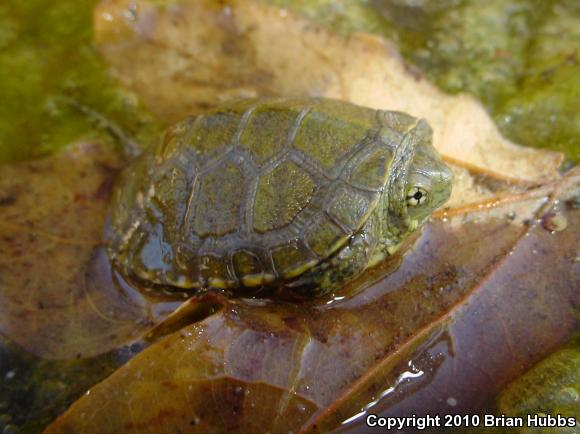 Western Pond Turtle (Actinemys marmorata)