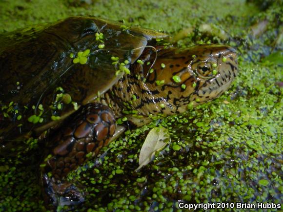 Western Pond Turtle (Actinemys marmorata)