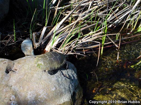 Western Pond Turtle (Actinemys marmorata)