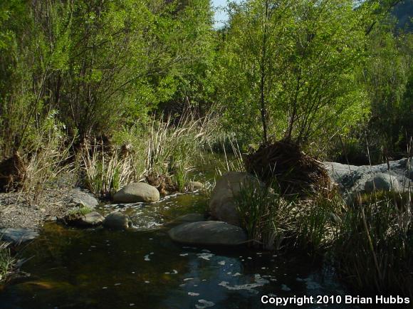 Western Pond Turtle (Actinemys marmorata)