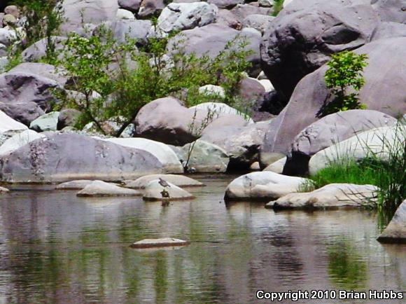 Western Pond Turtle (Actinemys marmorata)