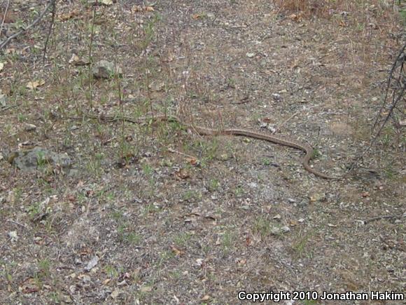 Pacific Gopher Snake (Pituophis catenifer catenifer)