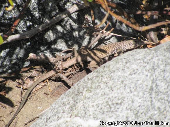 Great Basin Whiptail (Aspidoscelis tigris tigris)