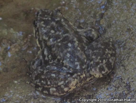 Southern Mountain Yellow-legged Frog (Rana muscosa)