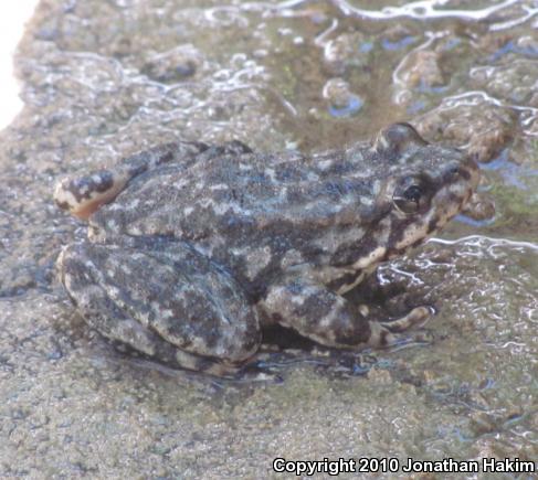 Southern Mountain Yellow-legged Frog (Rana muscosa)