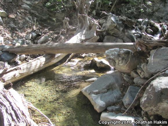 Southern Mountain Yellow-legged Frog (Rana muscosa)