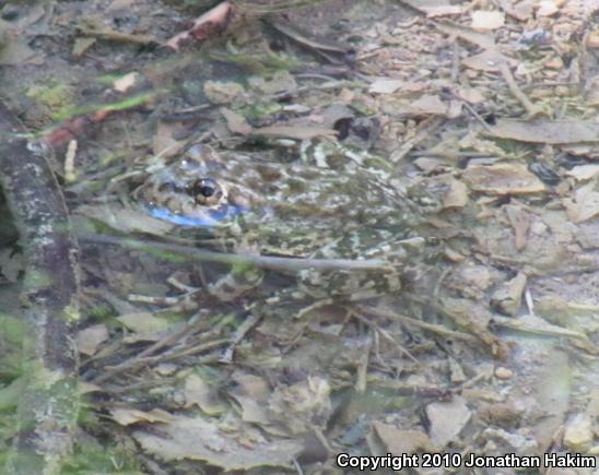 Southern Mountain Yellow-legged Frog (Rana muscosa)