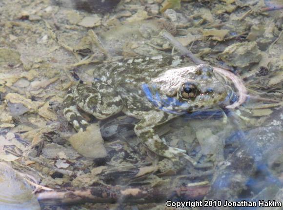 Southern Mountain Yellow-legged Frog (Rana muscosa)