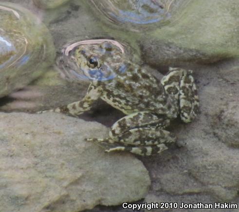 Southern Mountain Yellow-legged Frog (Rana muscosa)