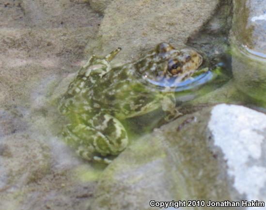 Southern Mountain Yellow-legged Frog (Rana muscosa)