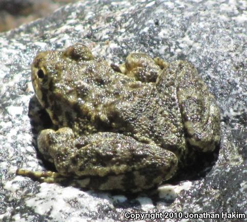 Southern Mountain Yellow-legged Frog (Rana muscosa)