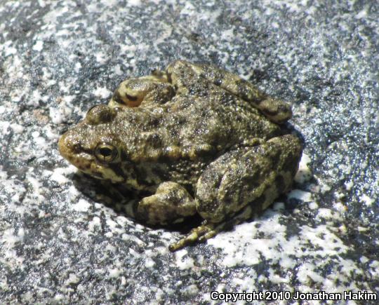 Southern Mountain Yellow-legged Frog (Rana muscosa)