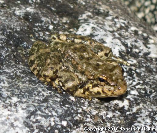 Southern Mountain Yellow-legged Frog (Rana muscosa)