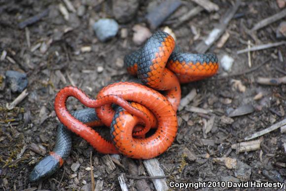 Ring-necked Snake (Diadophis punctatus)