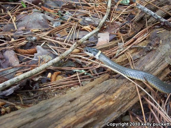 Southern Ring-necked Snake (Diadophis punctatus punctatus)