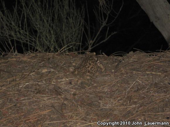 Southern California Toad (Anaxyrus boreas halophilus)