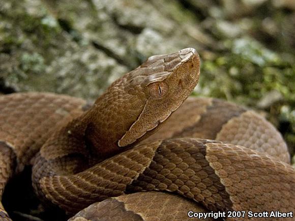 Osage Copperhead (Agkistrodon contortrix phaeogaster)