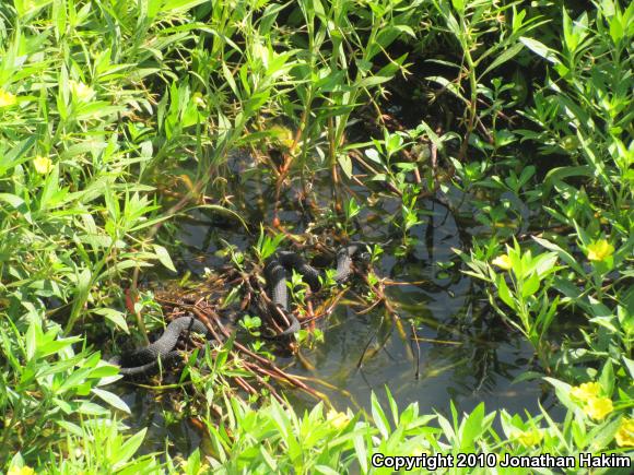 Southern Watersnake (Nerodia fasciata)