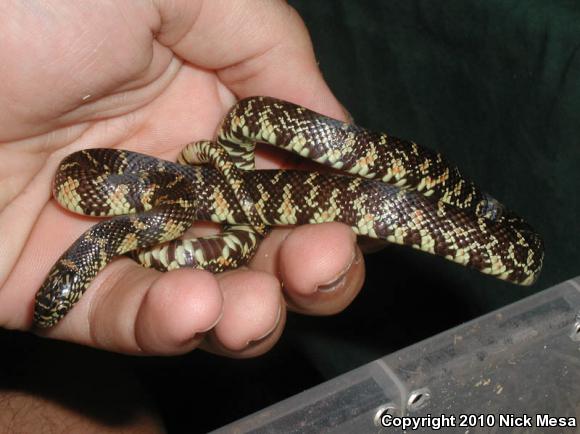 Florida Kingsnake (Lampropeltis getula floridana)