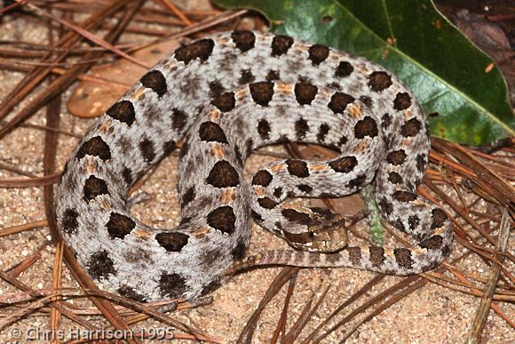 Carolina Pigmy Rattlesnake (Sistrurus miliarius miliarius)