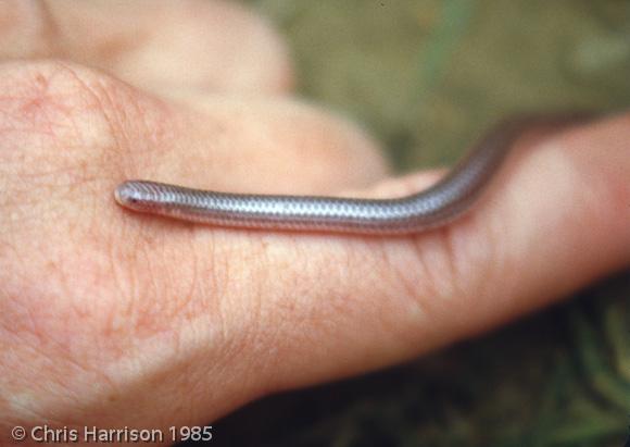 South Texas Threadsnake (Leptotyphlops dulcis rubellum)