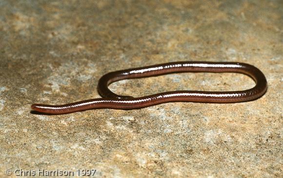 Texas Threadsnake (Leptotyphlops dulcis dulcis)