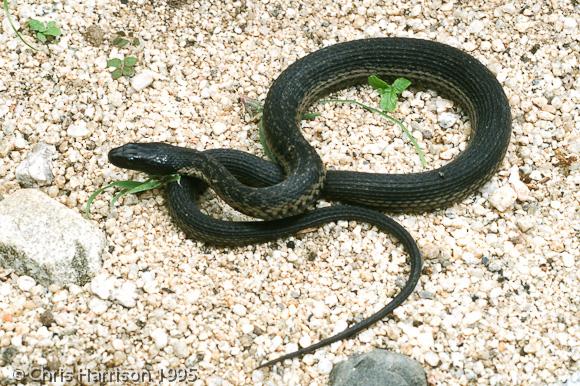 Cape Gartersnake (Thamnophis validus celaeno)