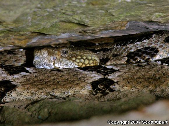 Timber Rattlesnake (Crotalus horridus)