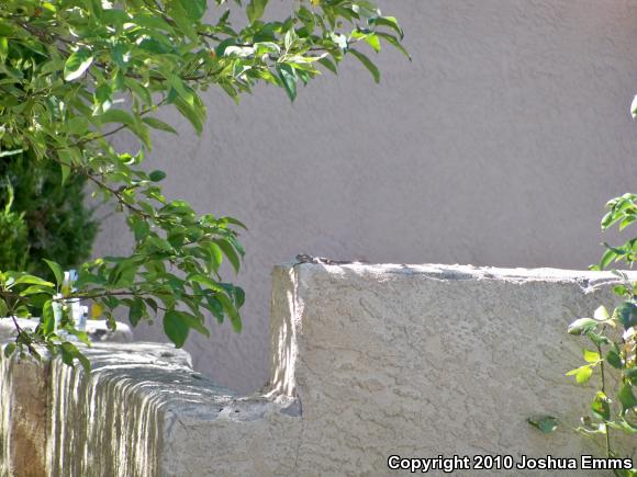 Southwestern Fence Lizard (Sceloporus cowlesi)