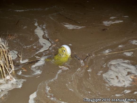 Couch's Spadefoot (Scaphiopus couchii)