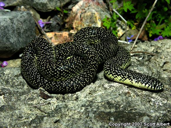 Speckled Kingsnake (Lampropeltis getula holbrooki)