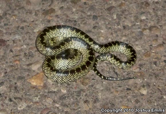 Desert Kingsnake (Lampropeltis getula splendida)