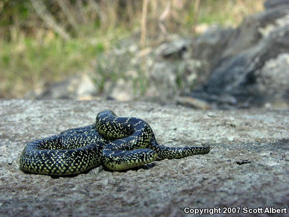 Speckled Kingsnake (Lampropeltis getula holbrooki)