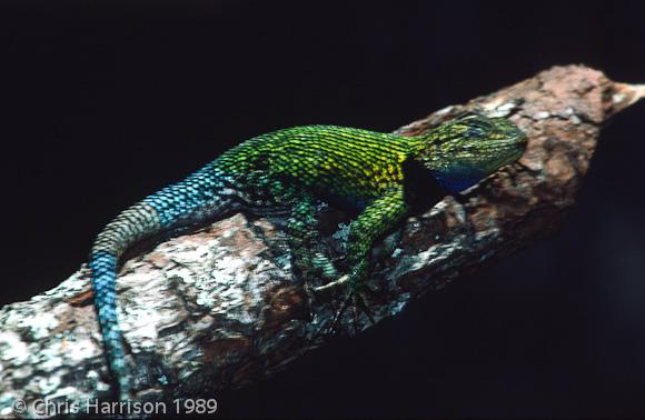 Hartweg's Emerald Spiny Lizard (Sceloporus taeniocnemis hartwegi)