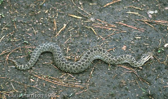 Mexican Dusky Rattlesnake (Crotalus triseriatus triseriatus)