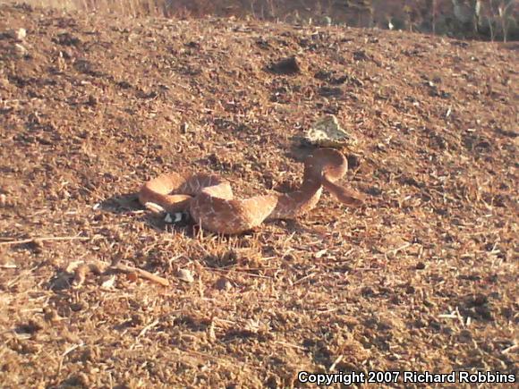 Red Diamond Rattlesnake (Crotalus ruber)