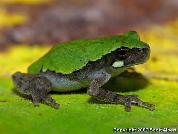 Western Bird-voiced Treefrog (Hyla avivoca avivoca)