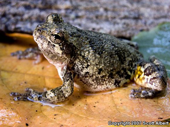 Gray Treefrog (Hyla versicolor)