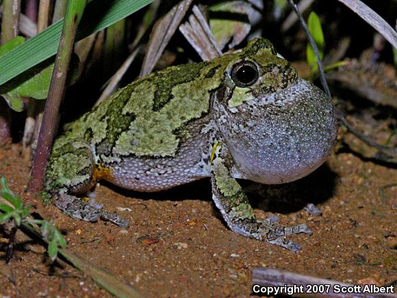 Gray Treefrog (Hyla versicolor)