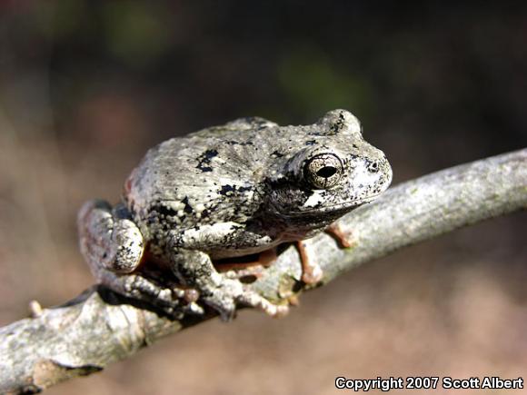 Gray Treefrog (Hyla versicolor)