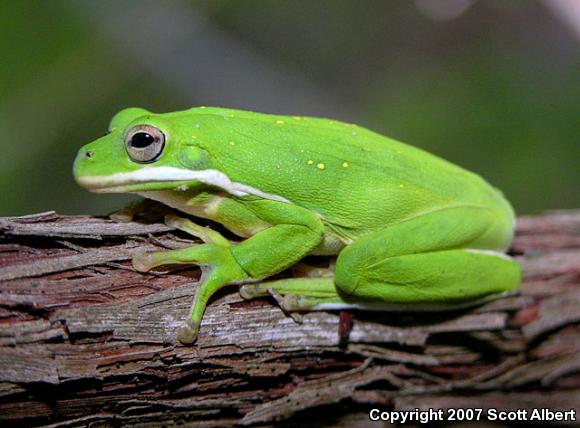 Green Treefrog (Hyla cinerea)